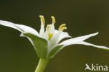 Gewone vogelmelk (Ornithogalum umbellatum)