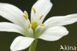 Gewone vogelmelk (Ornithogalum umbellatum)