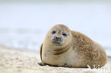 Gewone zeehond (Phoca vitulina) 