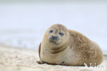 Gewone zeehond (Phoca vitulina) 