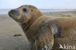 Gewone zeehond (Phoca vitulina) 