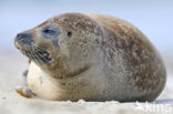 Gewone zeehond (Phoca vitulina) 