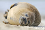 Gewone zeehond (Phoca vitulina) 