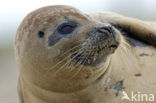 Gewone zeehond (Phoca vitulina) 