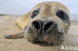 Gewone zeehond (Phoca vitulina) 