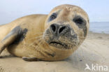 Gewone zeehond (Phoca vitulina) 