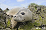 Gewone zeehond (Phoca vitulina) 