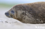 Gewone zeehond (Phoca vitulina) 