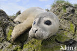 Common Seal (Phoca vitulina)