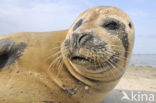 Gewone zeehond (Phoca vitulina) 