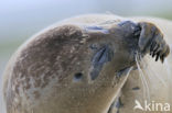 Gewone zeehond (Phoca vitulina) 