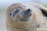 Gewone zeehond (Phoca vitulina) 