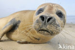 Gewone zeehond (Phoca vitulina) 