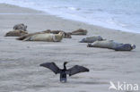 Gewone zeehond (Phoca vitulina) 