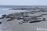 Gewone zeehond (Phoca vitulina) 