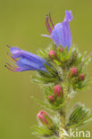 Viper’s-bugloss (Echium vulgare)