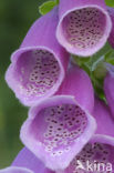 Gewoon vingerhoedskruid (Digitalis purpurea)