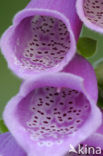 Gewoon vingerhoedskruid (Digitalis purpurea)