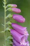 Gewoon vingerhoedskruid (Digitalis purpurea)