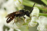 Glanzende dwergbloedbij (Sphecodes geoffrellus)