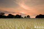 Grain