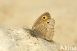 Dusky Meadow Brown (Hyponephele lycaon)