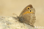 Dusky Meadow Brown (Hyponephele lycaon)