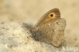 Dusky Meadow Brown (Hyponephele lycaon)