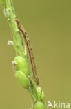 Grey pug (Eupithecia subfuscata)