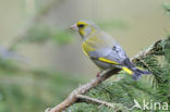 Groenling (Carduelis chloris)