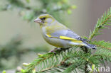 European Greenfinch (Carduelis chloris)