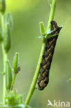 Groot avondrood (Deilephila elpenor)