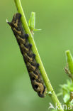 Groot avondrood (Deilephila elpenor)