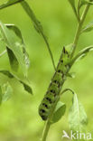 Groot avondrood (Deilephila elpenor)