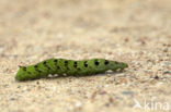 Elephant Hawk-moth (Deilephila elpenor)