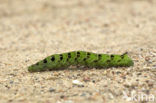 Elephant Hawk-moth (Deilephila elpenor)