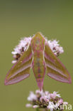 Elephant Hawk-moth (Deilephila elpenor)