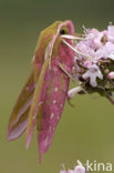 Elephant Hawk-moth (Deilephila elpenor)
