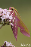 Elephant Hawk-moth (Deilephila elpenor)