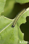 Groot koolwitje (Pieris brassicae)