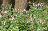 Groot springzaad (Impatiens noli-tangere)