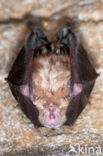 Greater Horseshoe Bat (Rhinolophus ferrumequinum)