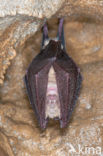 Grote hoefijzerneus (Rhinolophus ferrumequinum)