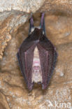 Greater Horseshoe Bat (Rhinolophus ferrumequinum)