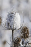 Grote kaardebol (Dipsacus fullonum)