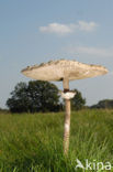 Grote parasolzwam (Macrolepiota procera)