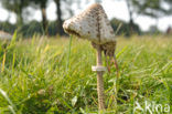 Parasol (Macrolepiota procera)