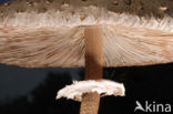 Grote parasolzwam (Macrolepiota procera)