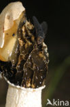 stinkhorn (Phallus impudicus)