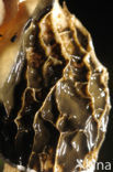 stinkhorn (Phallus impudicus)